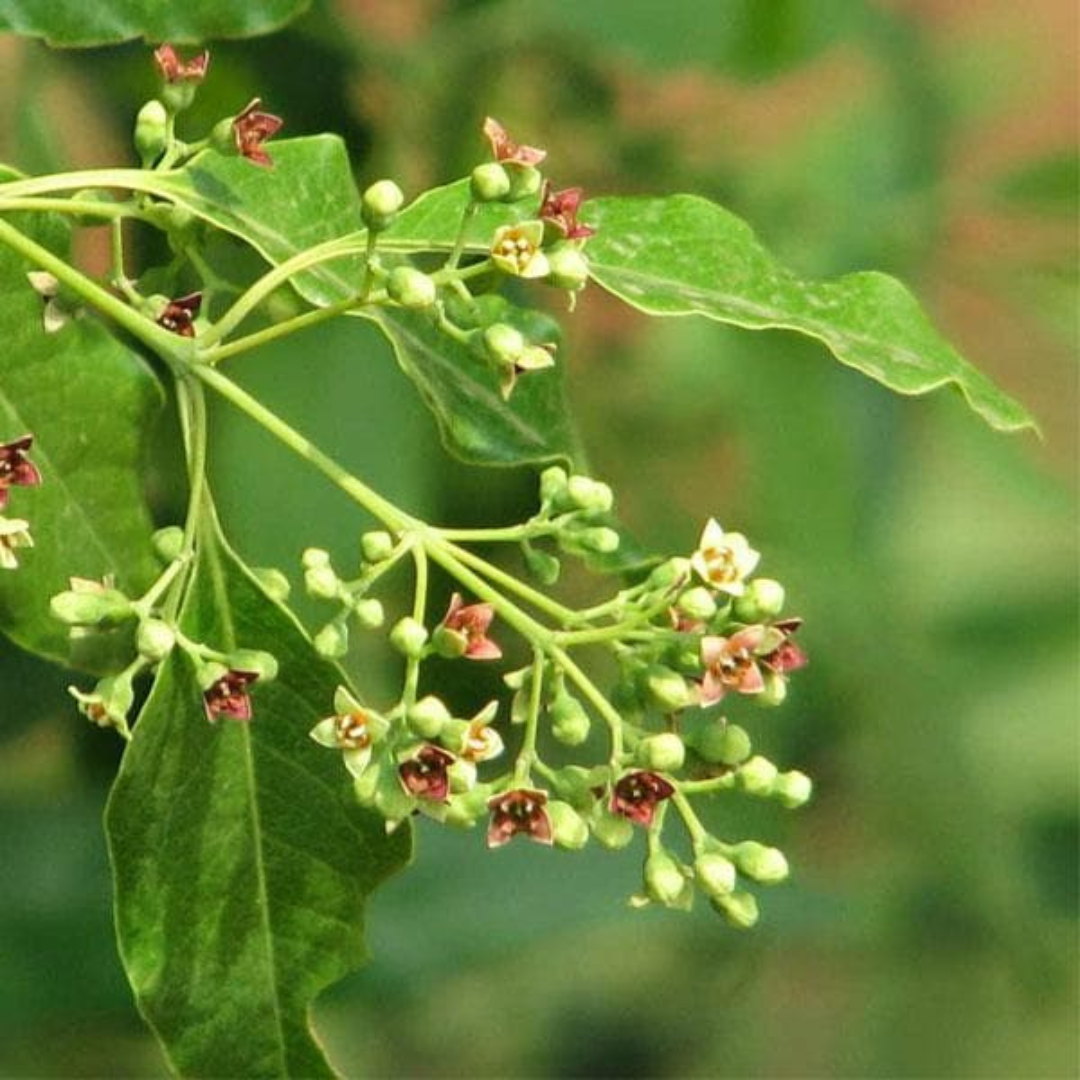 Red Sandalwood (Rakta Chandan) Live Plant