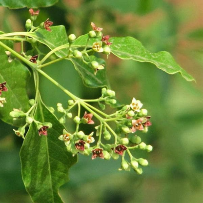 Red Sandalwood (Rakta Chandan) Live Plant