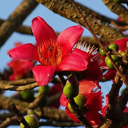 Red Silk-Cotton Tree (Bombax ceiba) Rare Live Plant