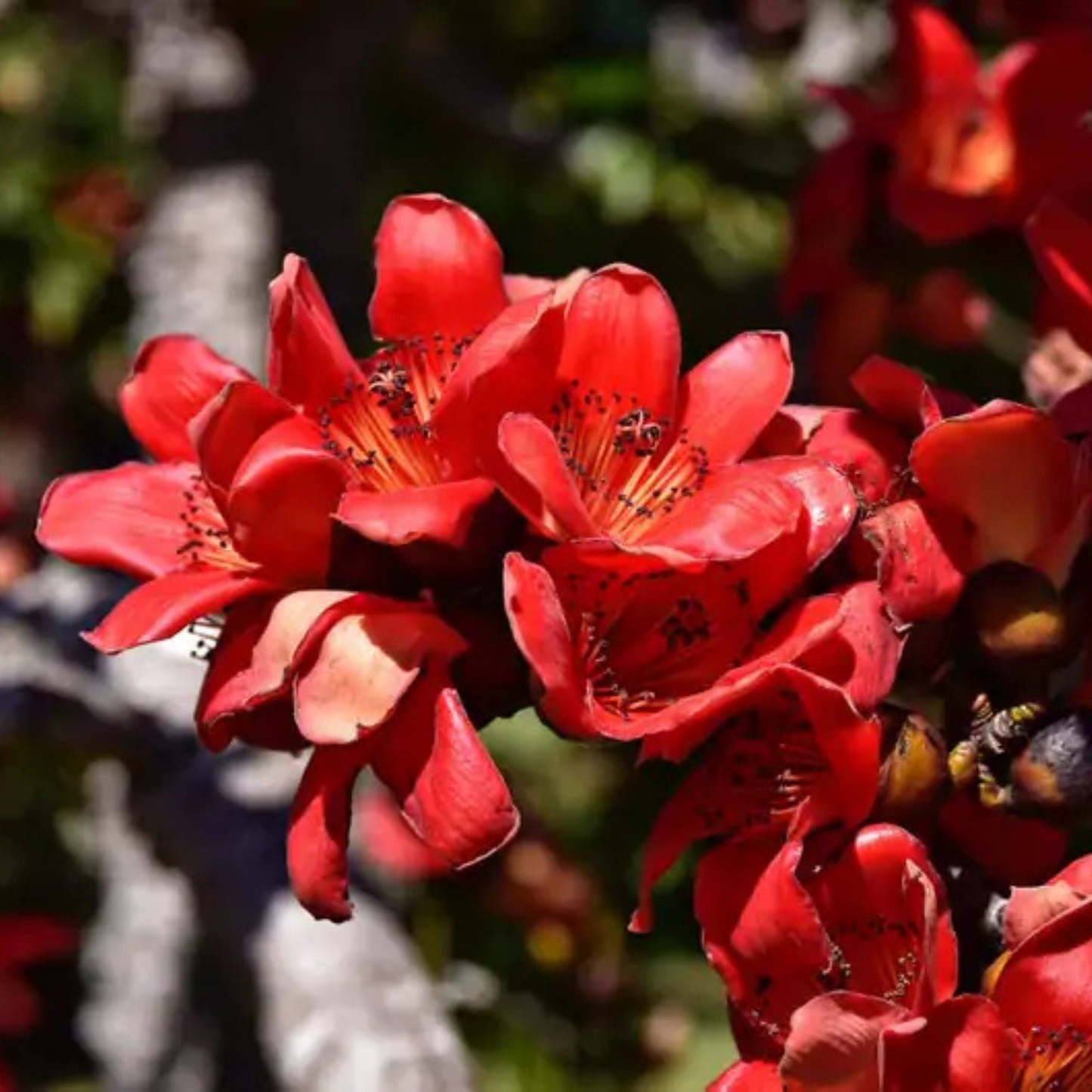 Red Silk-Cotton Tree (Bombax ceiba) Rare Live Plant