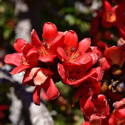 Red Silk-Cotton Tree (Bombax ceiba) Rare Live Plant