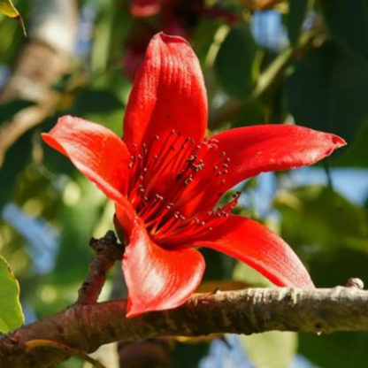 Red Silk-Cotton Tree (Bombax ceiba) Rare Live Plant