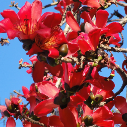 Red Silk-Cotton Tree (Bombax ceiba) Rare Live Plant