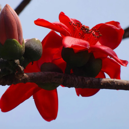 Red Silk-Cotton Tree (Bombax ceiba) Rare Live Plant