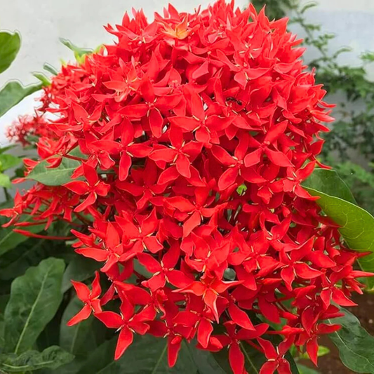 Red Thetti Big Flowers (Ixora coccinea) All Time Flowering Live Plant