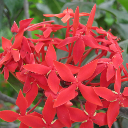 Red Thetti Big Flowers (Ixora coccinea) All Time Flowering Live Plant