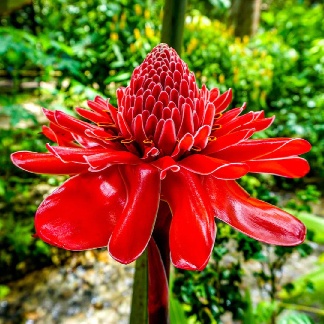 Red Torch Ginger Flowering Live Plant