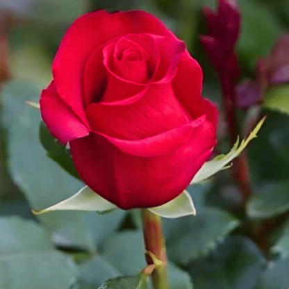 Red Valentine Rose Grafted Live Plant