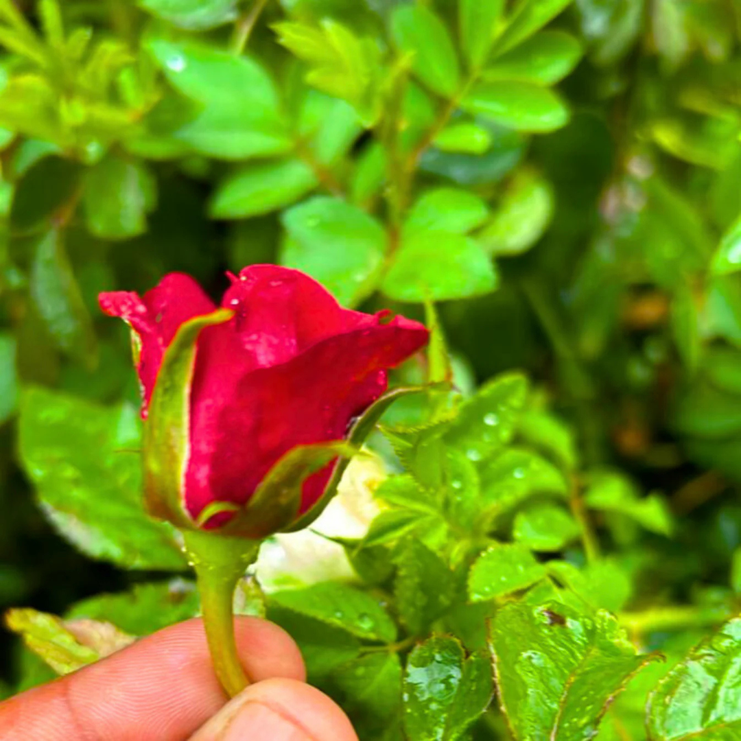 Red Valentine Rose Grafted Live Plant