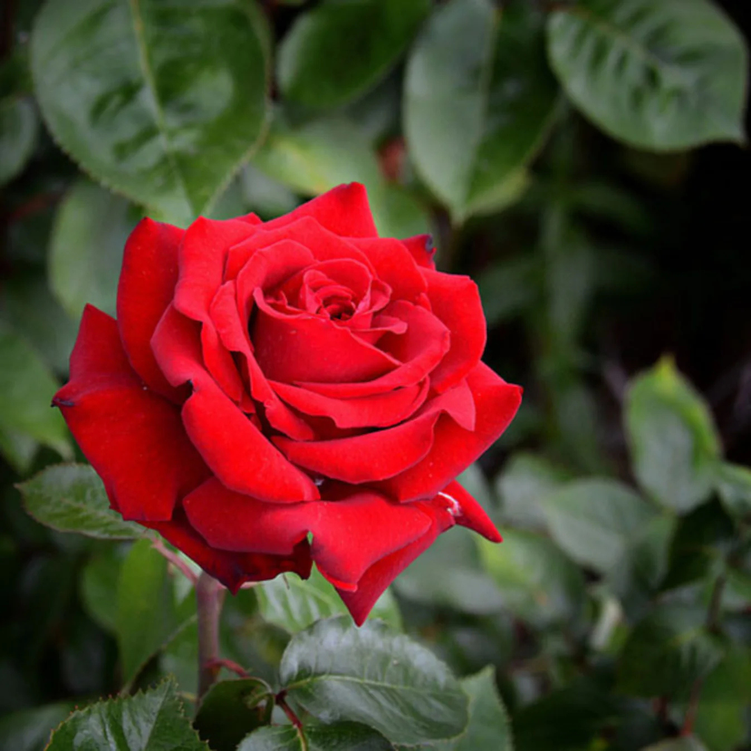 Live Rse Buy Red Velvet Rose Grafted Live Plant Online | Premium Flowering Rose ...