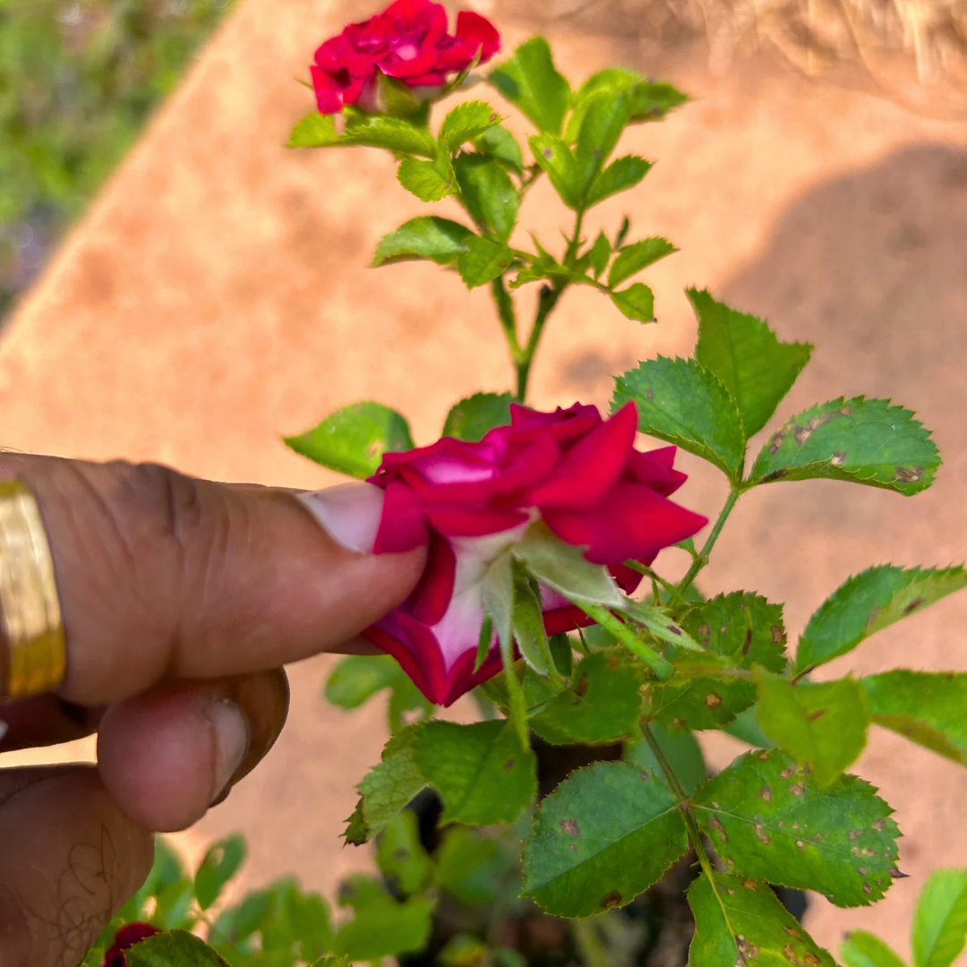 Red Velvet Rose Grafted Live Plant