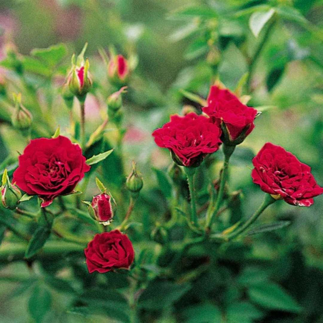 Red Creeper Climbing Rose Live Plant Online | Seed2Plants – Seed2Plants.in