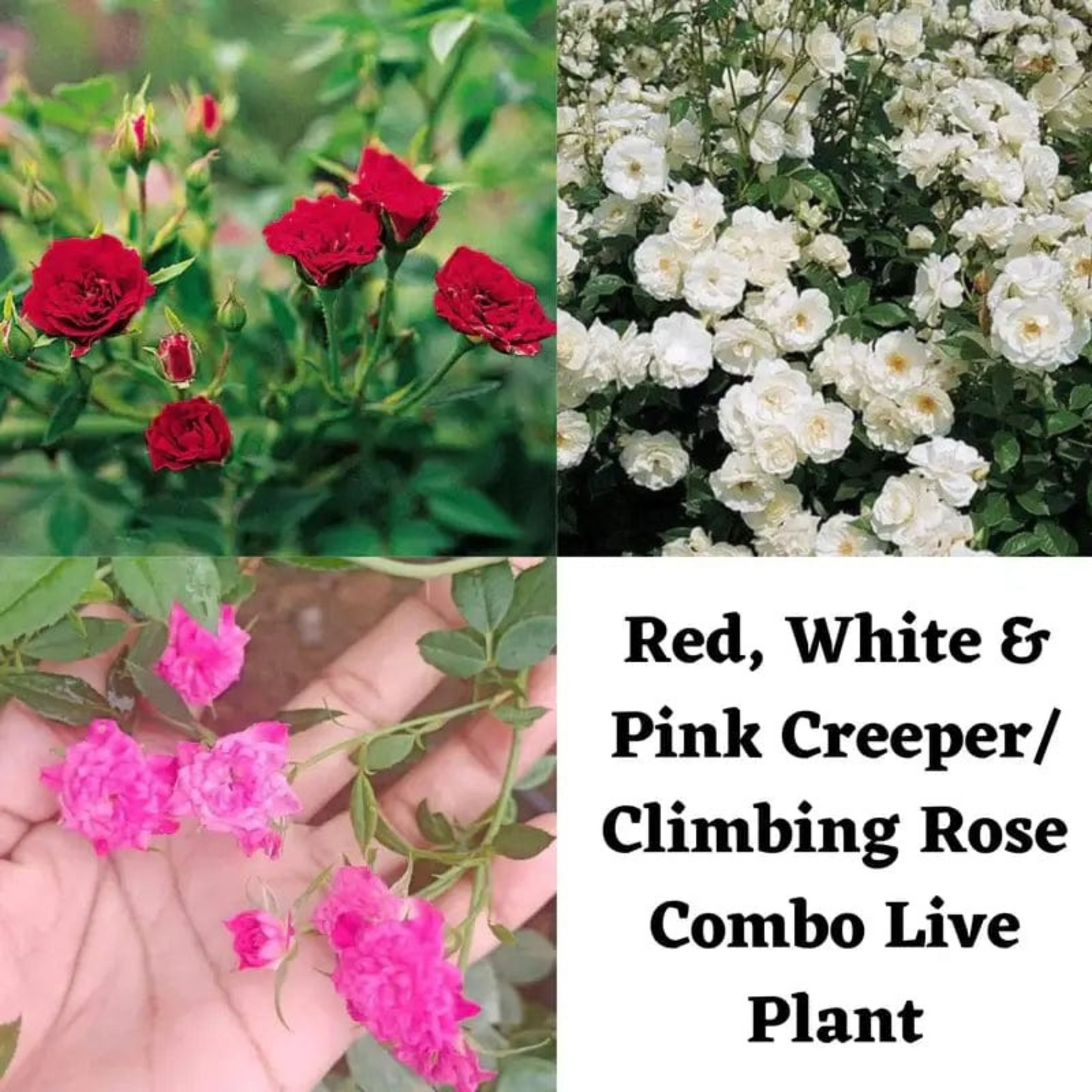 Red, White & Pink Creeper/ Climbing Rose Combo Live Plant