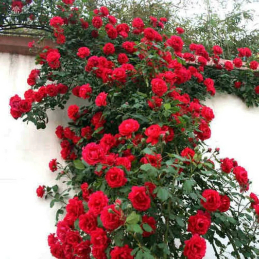 Red, White & Pink Creeper/ Climbing Rose Combo Live Plant
