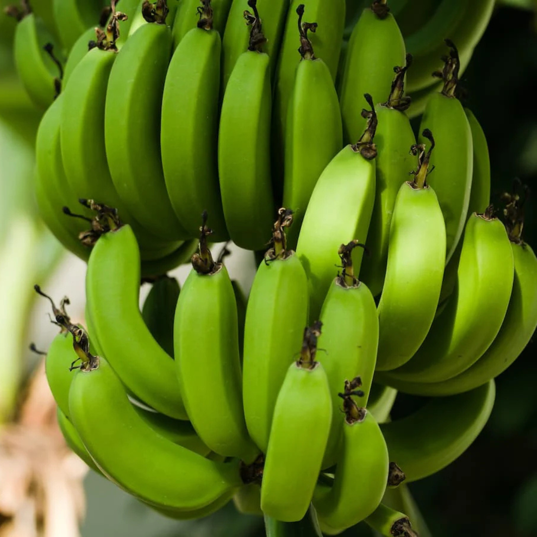 Robusta Banana (Morris) Live Plant