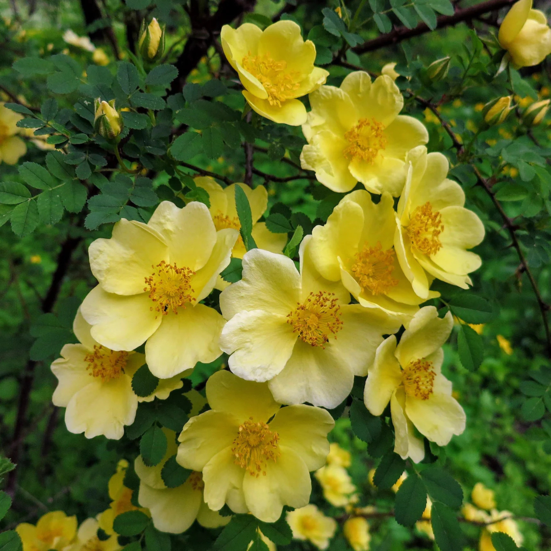 Rosa Hugonis Flowering Grafted Live Plant
