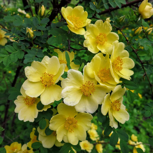 Rosa Hugonis Flowering Grafted Live Plant