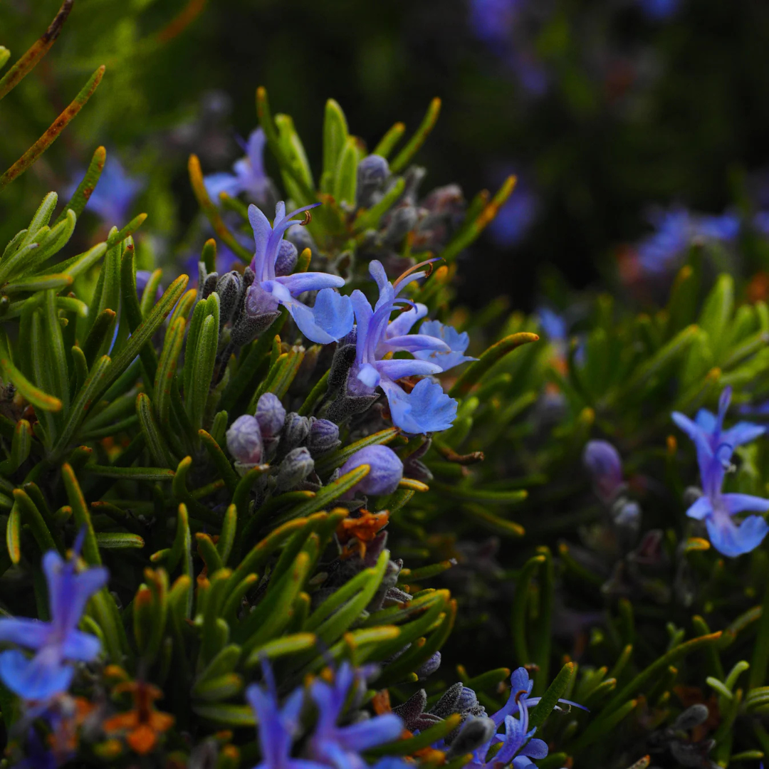 Rosemary (Salvia rosmarinus) Live Plant