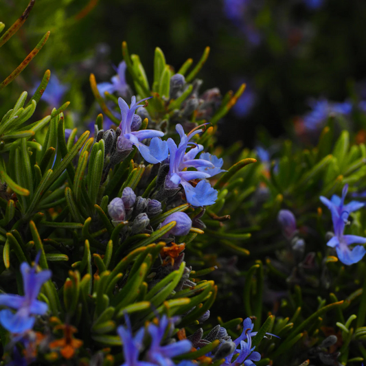 Rosemary (Salvia rosmarinus) Live Plant