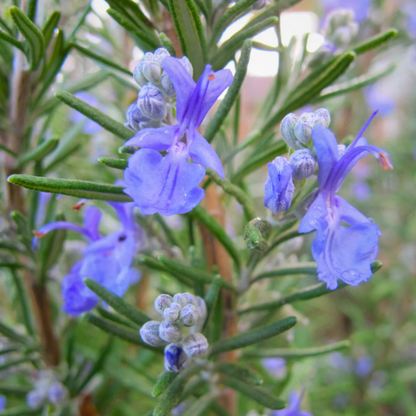Rosemary (Salvia rosmarinus) Live Plant