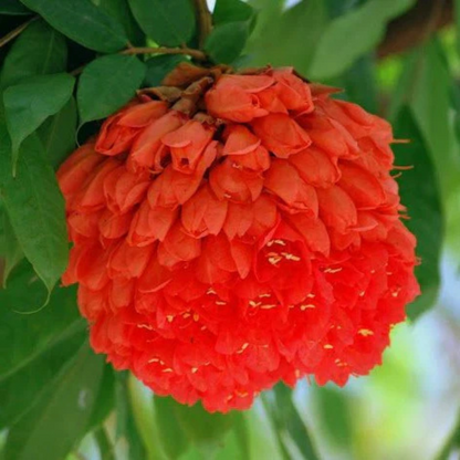 Rose of Venezuela Layered Live Flowering Plant (Brownea)