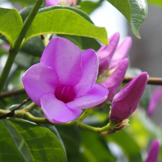 Rubber Vine (Cryptostegia Grandiflora) Grafted Live Plant