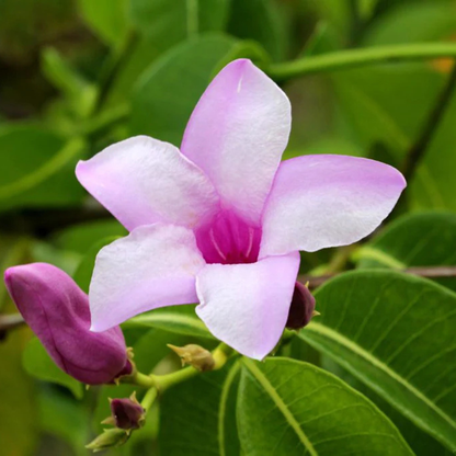 Rubber Vine (Cryptostegia Grandiflora) Grafted Live Plant