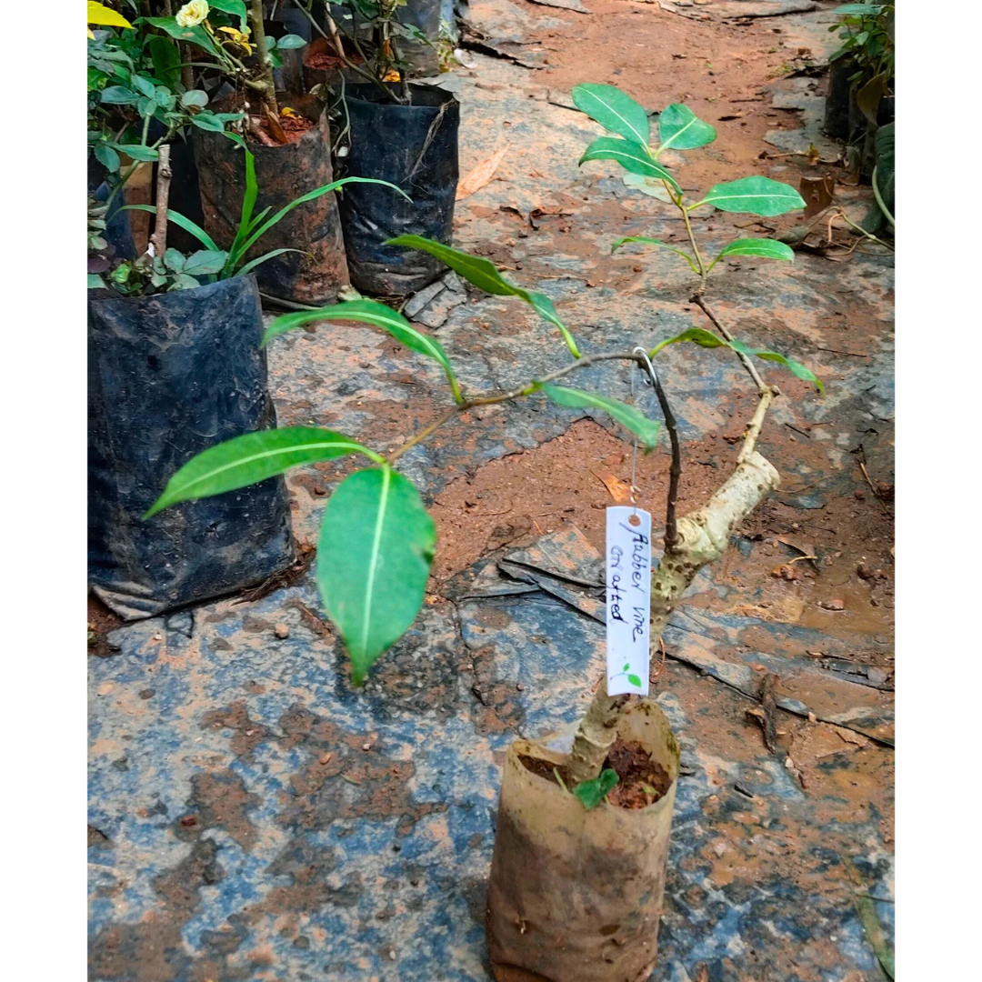 Rubber Vine (Cryptostegia Grandiflora) Grafted Live Plant