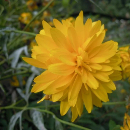 Rudbeckia Laciniata (Cutleaf Coneflower) Flowering Live Plant