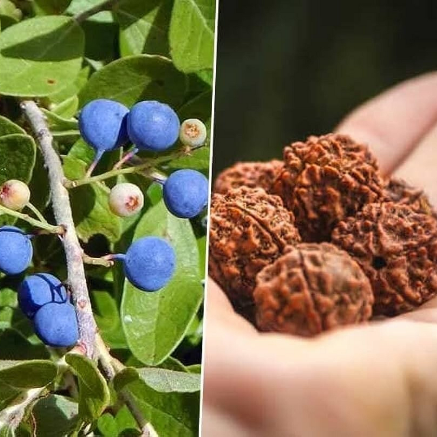 Rudraksh (Elaeocarpus ganitrus) Layered Live Plant