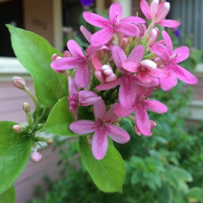 Ruspolia Pink All Time Flowering Live Plant