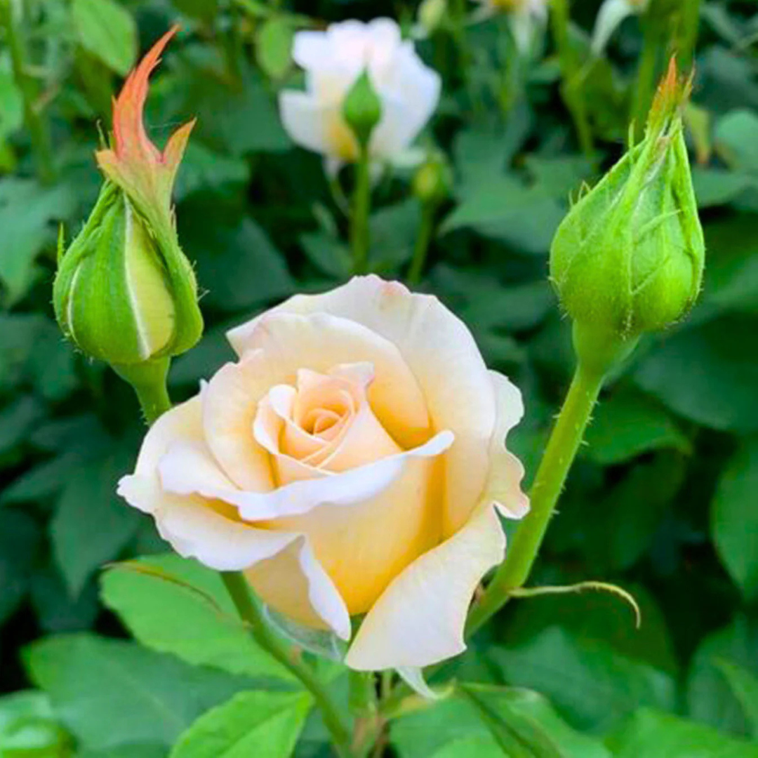 Sandal Grafted Rose Live Plant – Fragrant Hybrid Rose | DreaMee.in ...