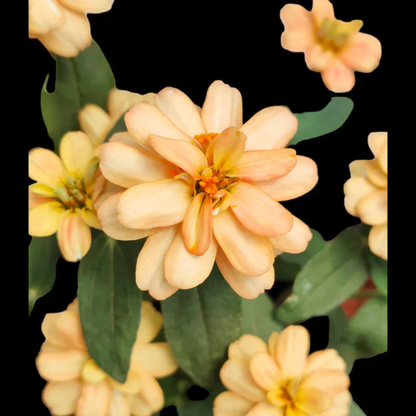 Sandal Zinnia Flowering Live Plant
