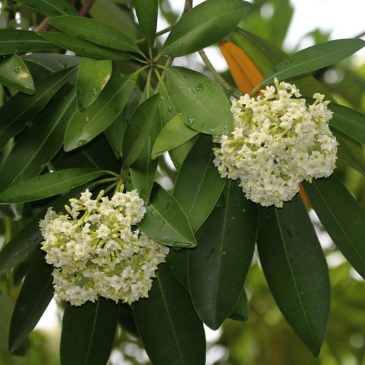 Saptaparni (Alstonia scholaris) Highly Fragrant Flowering Live Plant