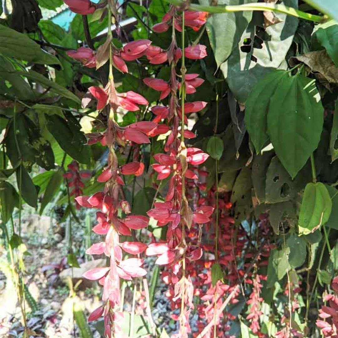 Scarlet Clock Vine (Thunbergia cocinea) Rare All Time Flowering Live Plant