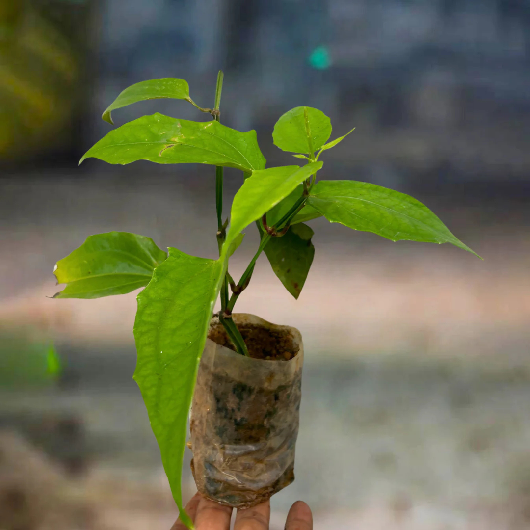 Scarlet Clock Vine (Thunbergia cocinea) Rare All Time Flowering Live Plant