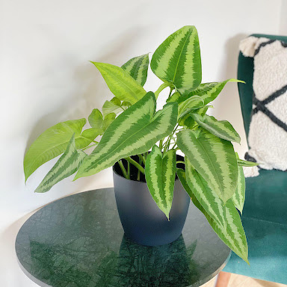 Schismatoglottis Wallichii Indoor Live Plant