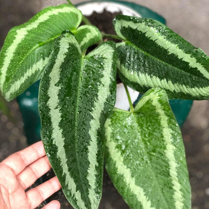 Schismatoglottis Wallichii Indoor Live Plant