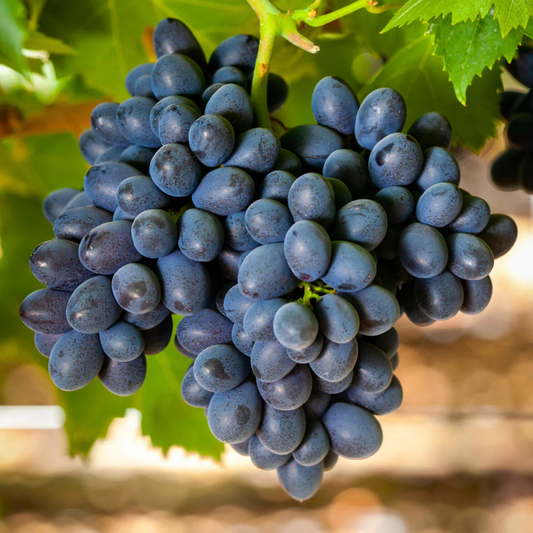 Seedless Grapes Black (Vitis vinifera) Fruit Live Plant