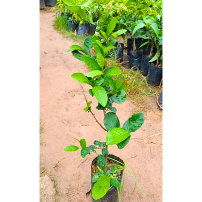 Seedless Lemon (Citrus Lemon) Fruit Live Plant