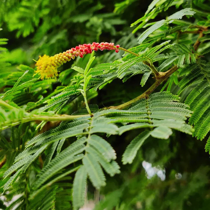 Shami / Jand (Prosopis cineraria) All Time Flowering Live Plant