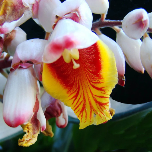 Shell Ginger Flowering Live Plant