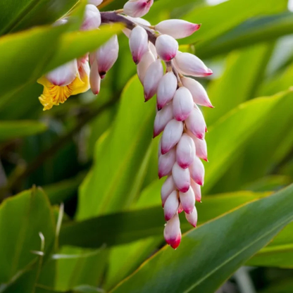 Shell Ginger Flowering Live Plant