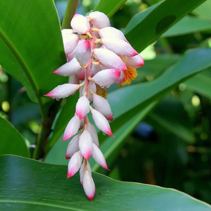 Shell Ginger Flowering Live Plant