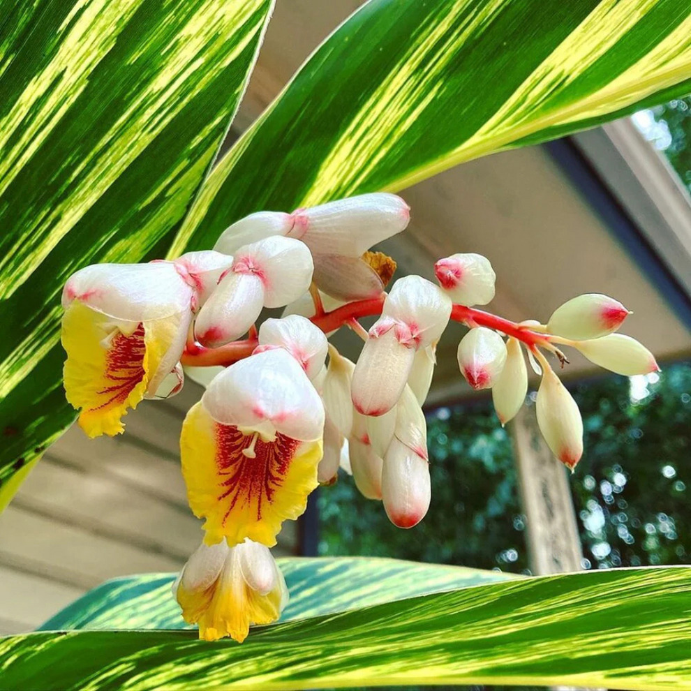 Shell Genger Shell Ginger Variegated Flowering Live Plant | Exotic Ornamental Plant ...