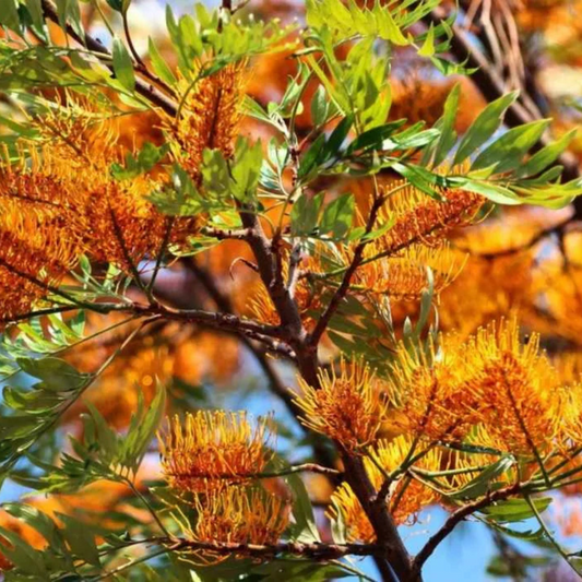 Silk Oak Tree (Grevillea robusta) Live Plant