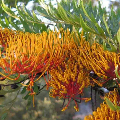 Silk Oak Tree (Grevillea robusta) Live Plant