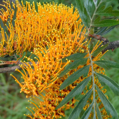 Silk Oak Tree (Grevillea robusta) Live Plant