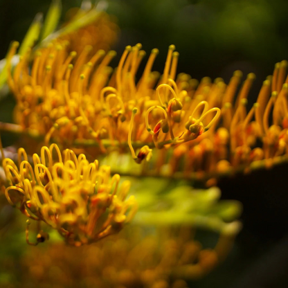 Silk Oak Tree (Grevillea robusta) Live Plant