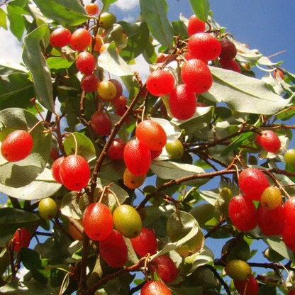 Silver Berry (Elaeagnus Commutata) Fruit Live Plant